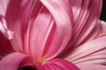 花露世界 牛悦 (7).JPG