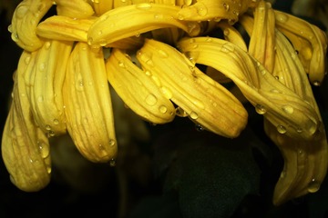花露世界 牛悦 (8).JPG