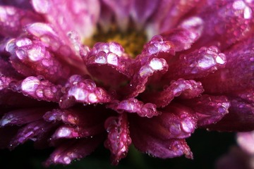 花露世界 牛悦 (9).jpg
