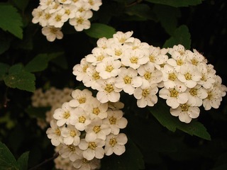 DSC07120副本.jpg