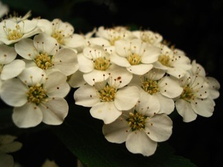 DSC07121.JPG