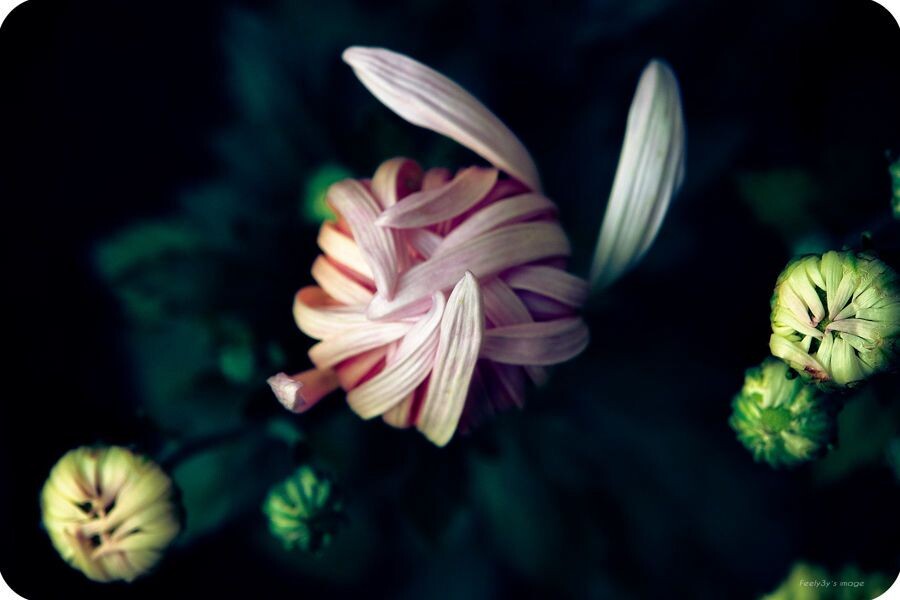 花花公子<br />
看看像不像那只兔子呵呵