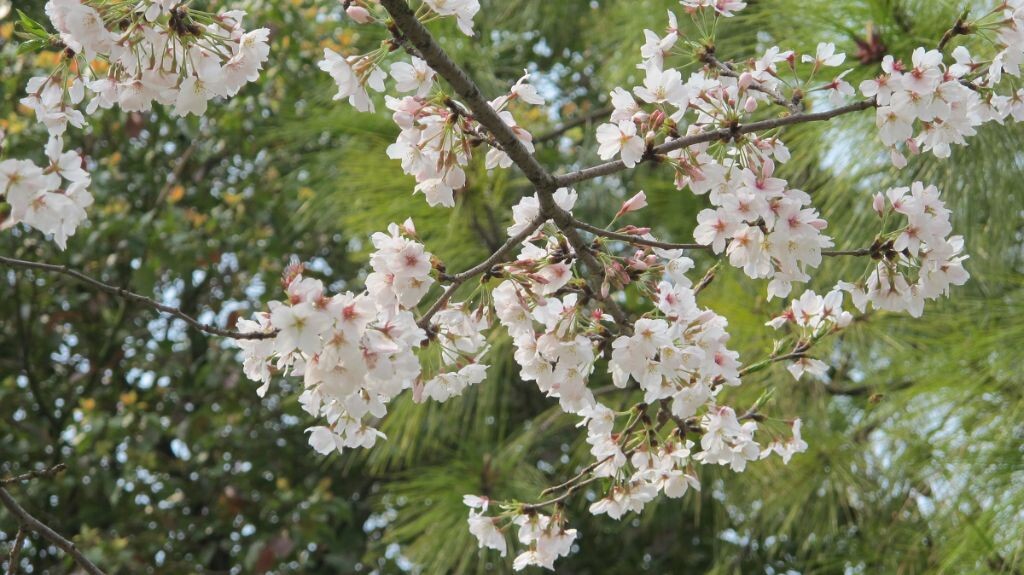 樱花