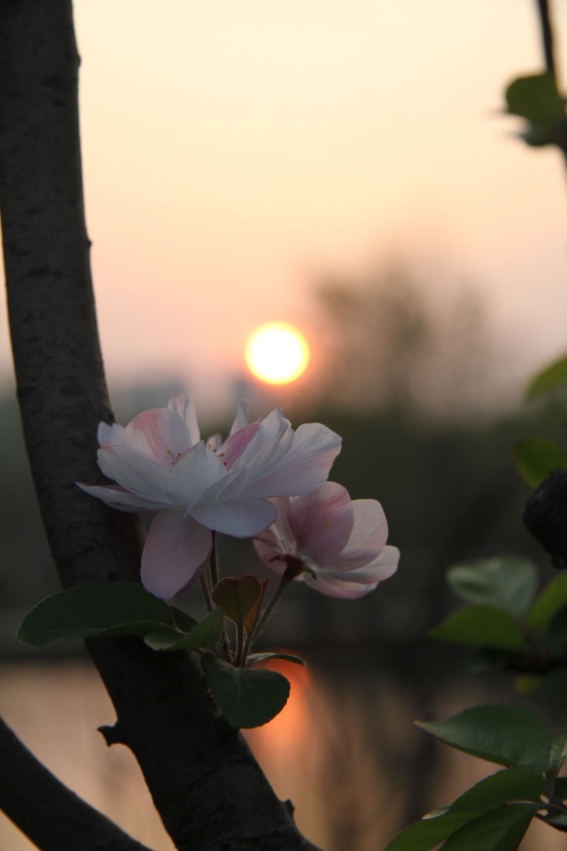 夕阳西下海棠花