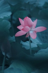 DSC_1853_看图王__看图王
