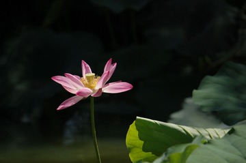 DSC_2319_看图王