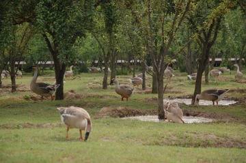 DSC_1297_看图王_看图王