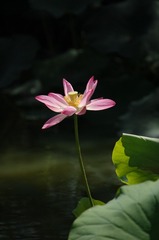 DSC_2316_看图王