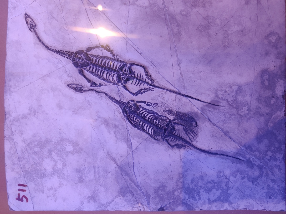 贵州龙化石海百合化石三叠纪