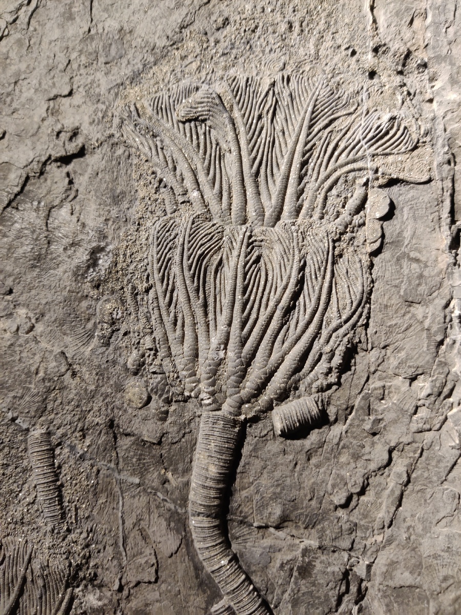 贵州龙化石海百合化石三叠纪