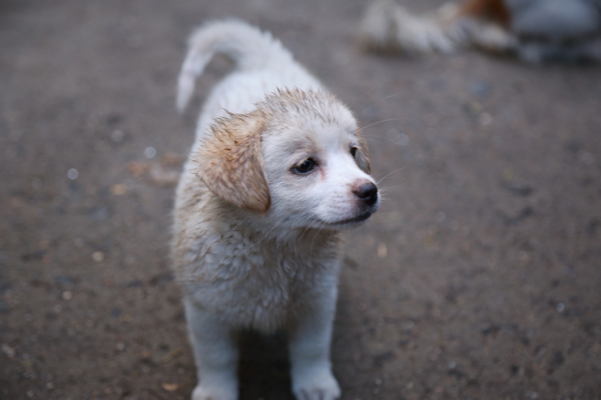 小区流浪狗,生了一只可爱的小奶狗?