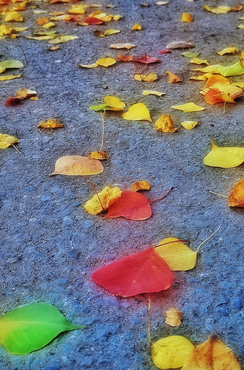 早秋惊落叶飘零似客心手机摄