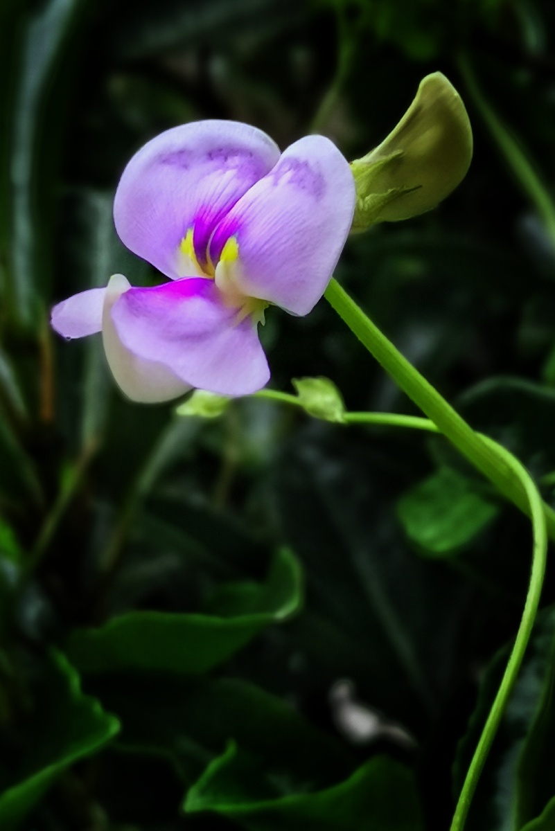 豇豆花也美(手机拍摄)