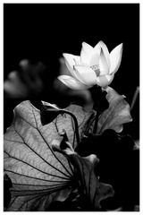 B993C3C5-E108-4DF5-8593-D74BDCE57ED6/L0/001