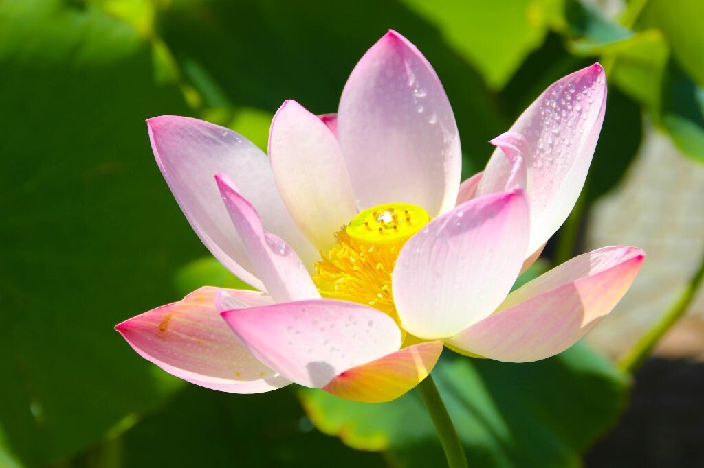 荷