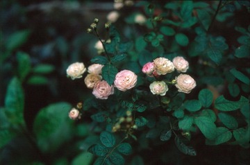 Untitled-24