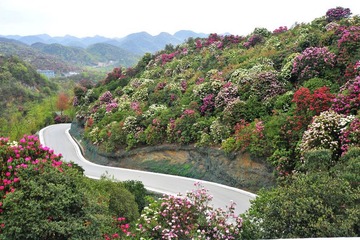 百里杜娟景区5