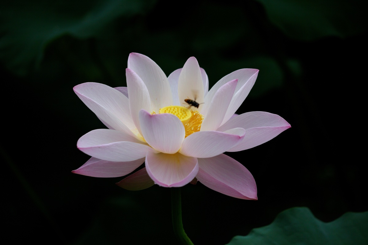 荷花. 拍摄于重庆龙头寺公园.