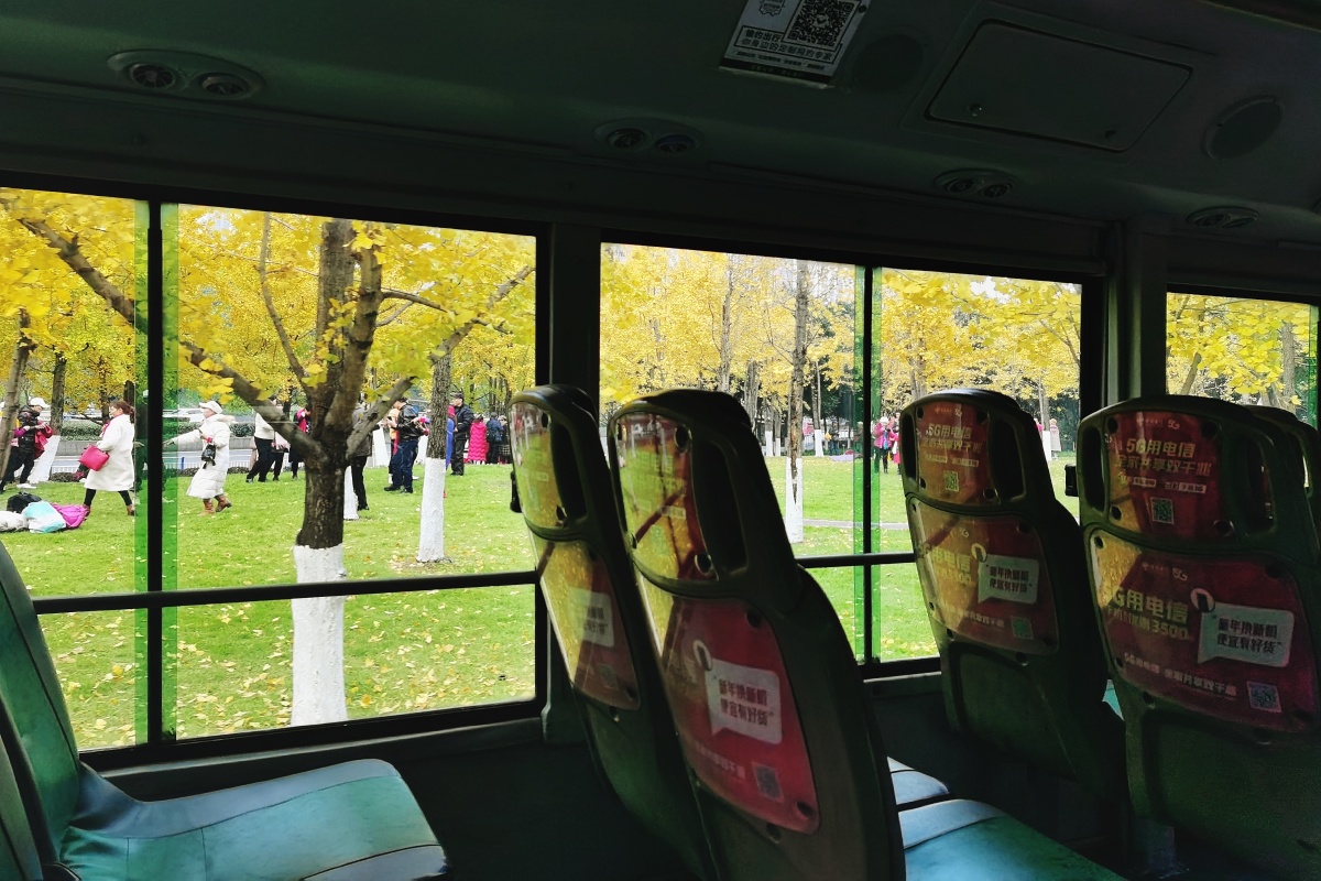 车窗外的风景乘公交车路过一片银杏林时手机抓拍