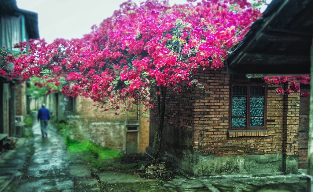 中午饭后，和同事去散步；偶然走到东锅一处民居，花香四溢，近看，雨后的小街更有味道，遂拿出手机撸了一张。个人非常喜欢自贡的曲曲折折的小路，感觉是在探险，总是惊喜不断，“人生就好比旅程，谁又知道转弯后的风光”。