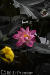 DSC_1426 PS