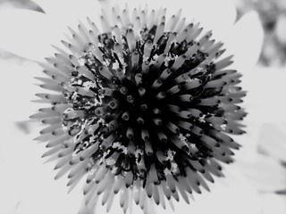1000014205