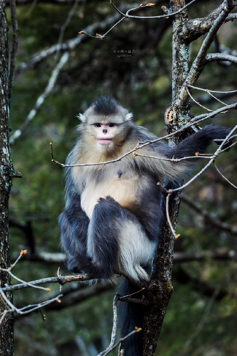云南省维西县滇金丝猴