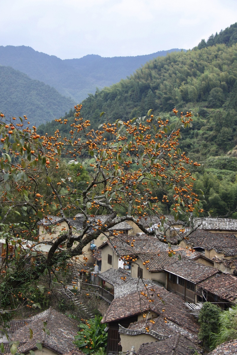 柿子红了 松阳吊坛村 - 浩然之气1 - 图虫