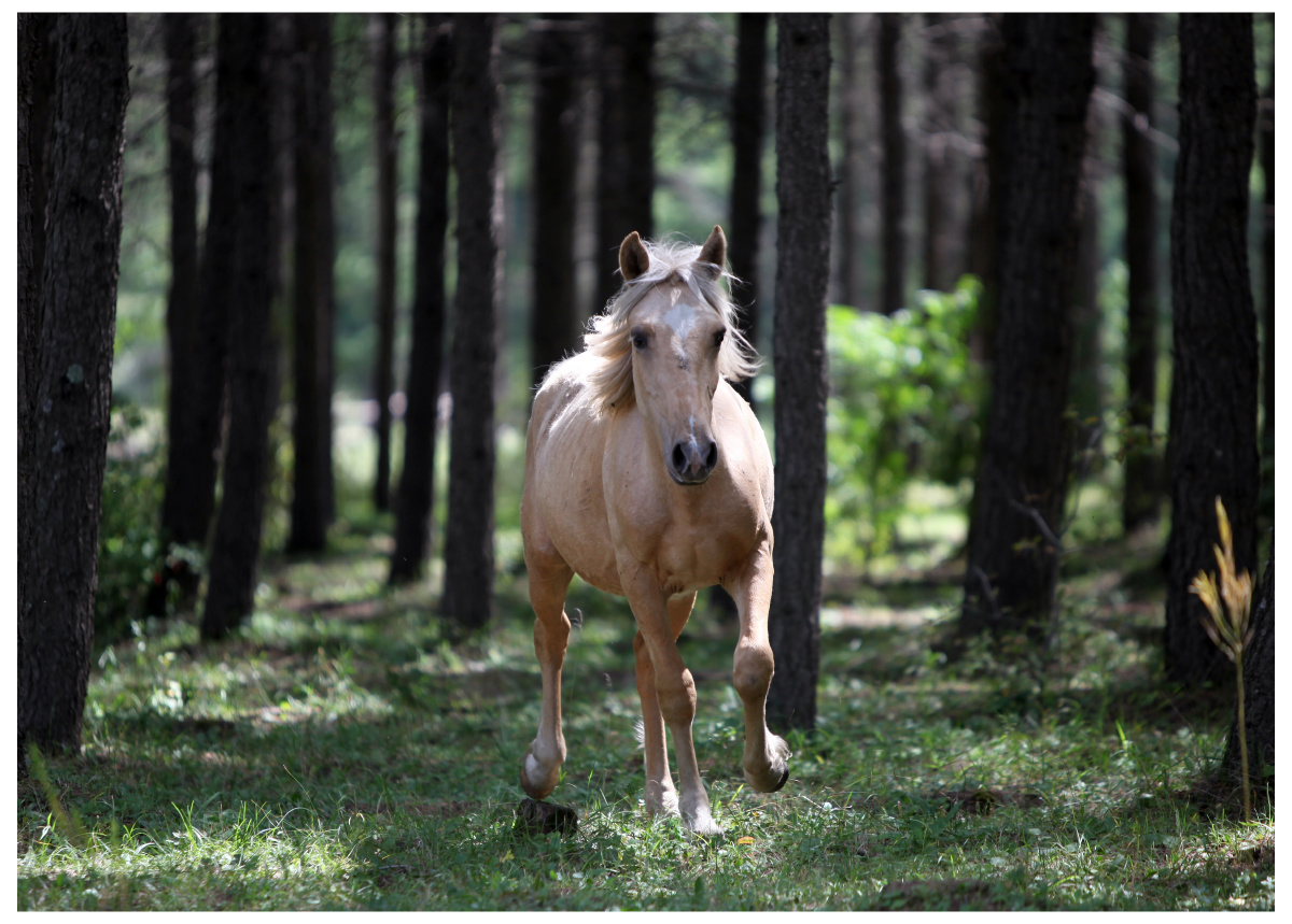 塞罕坝林间的奔马