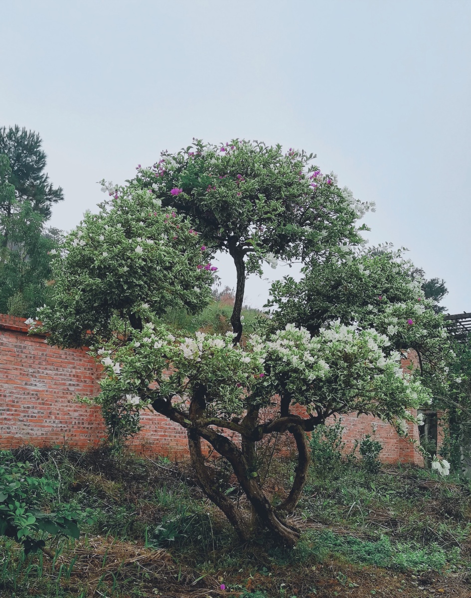 乡村盆景树