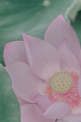DSCF1148