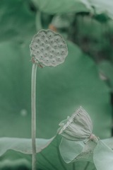 DSCF1130