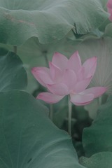 DSCF1161