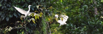 costarica (12)