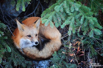 foxy