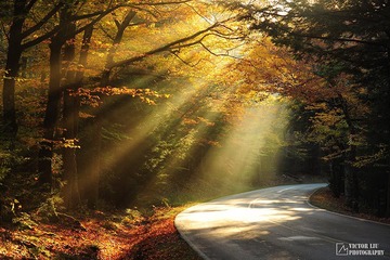 goldenroad