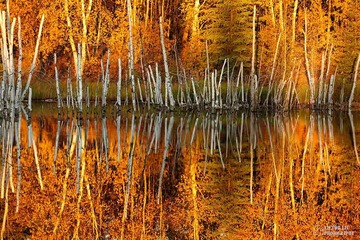 fallcolors
