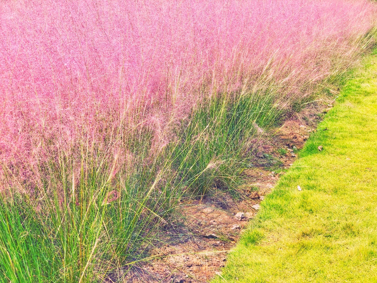 粉红芦苇,童话般梦. - 夏至小站 - 图虫