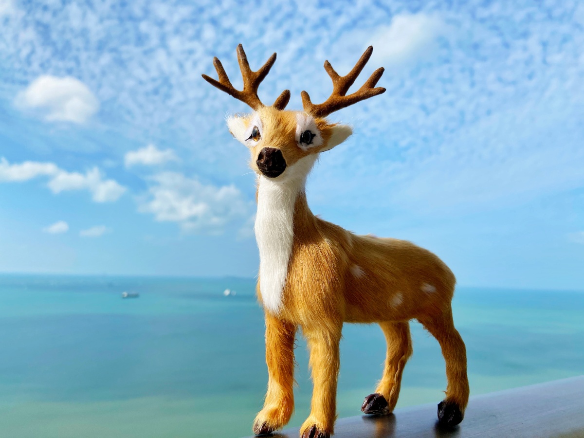 今日大年十五,传说梅花鹿是为神物,能给人带来吉祥,幸福.