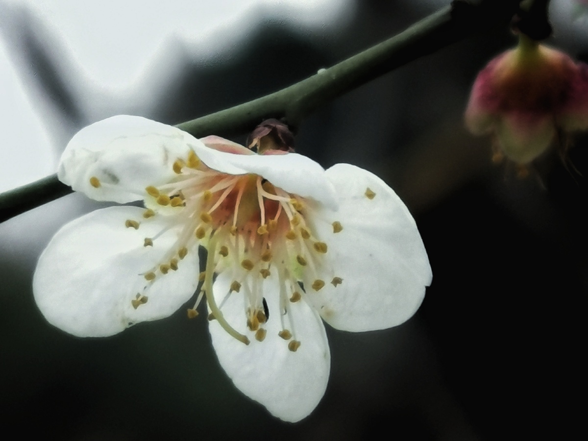 白梅花