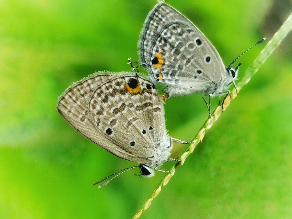 灰蛾- fujiujugong - 图虫