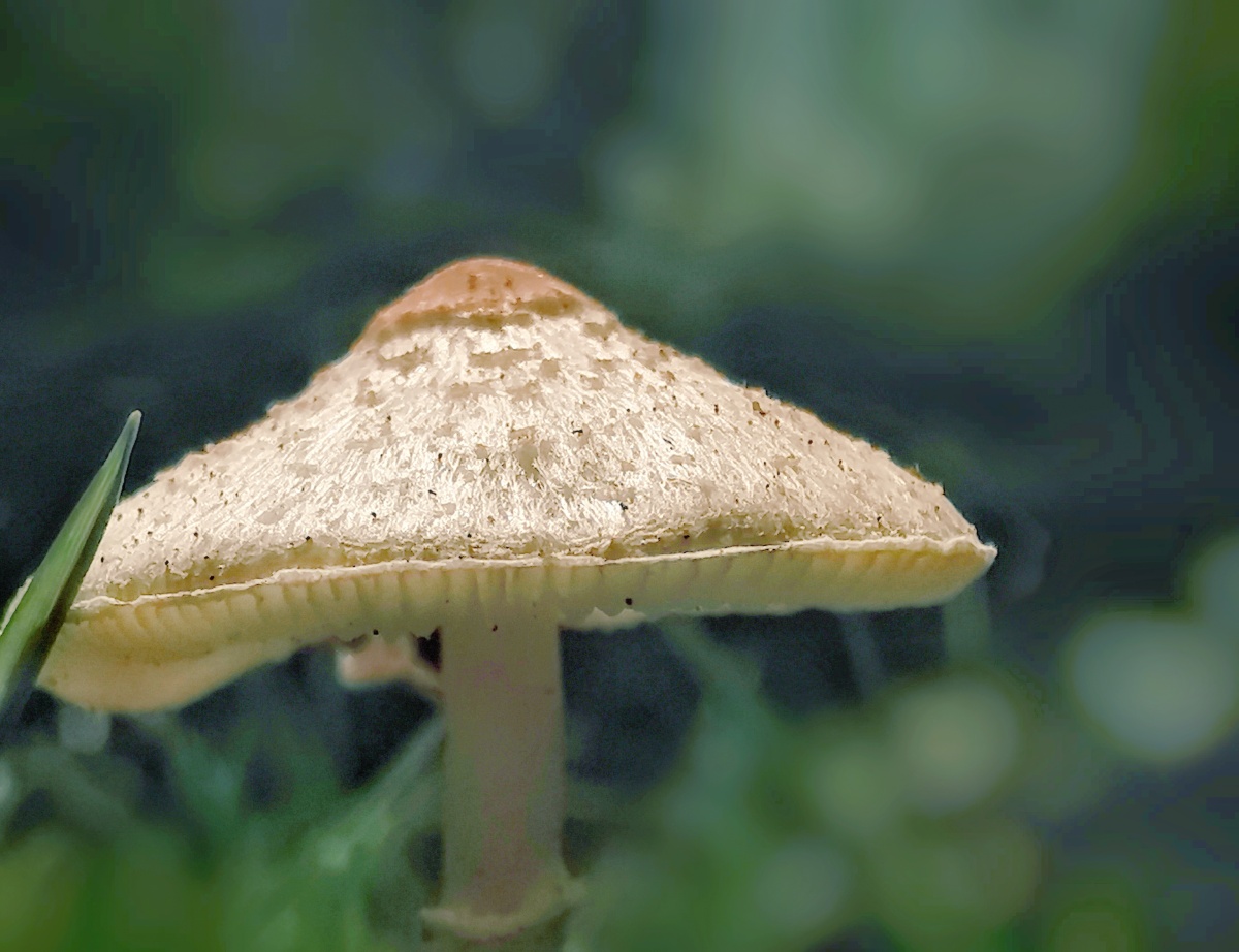 眸中国手机摄影园林摄影圈子手机摄影小分队蘑菰毒菌叶子还没有人打赏