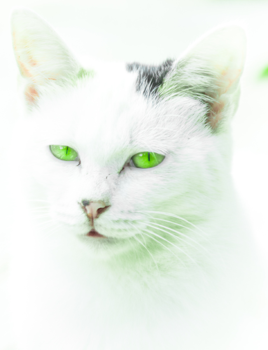 你那犀利的眼神 唏嘘的胡渣子 深深地迷住了我