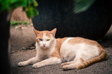 云大猫（古）