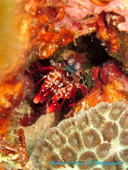 潜水 菲律宾 杜马盖地 安妮 海洋 大海 apo dauin island 船 鱼