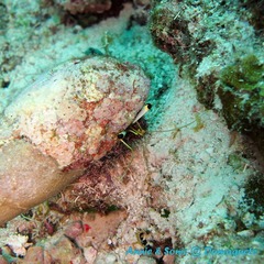 潜水 菲律宾 杜马盖地 安妮 海洋 大海 apo dauin island 船 鱼