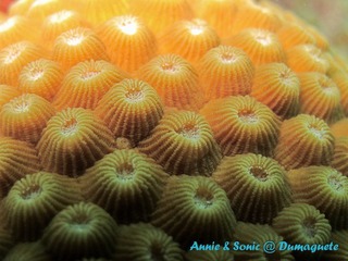 潜水 菲律宾 杜马盖地 安妮 海洋 大海 apo dauin island 船 鱼