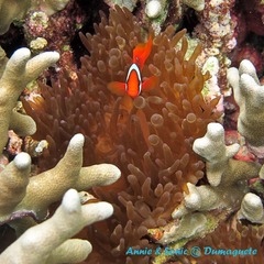 潜水 菲律宾 杜马盖地 安妮 海洋 大海 apo dauin island 船 鱼