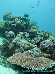 潜水 菲律宾 杜马盖地 安妮 海洋 大海 apo dauin island 船 鱼