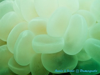 潜水 菲律宾 杜马盖地 安妮 海洋 大海 apo dauin island 船 鱼